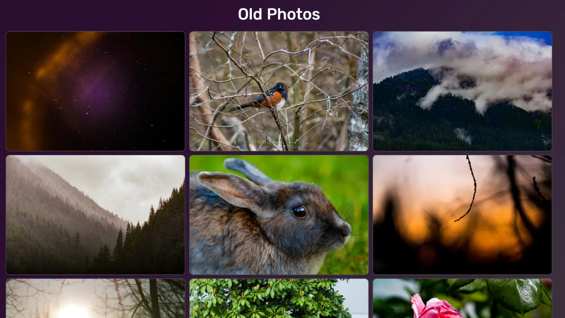 Project: Photography